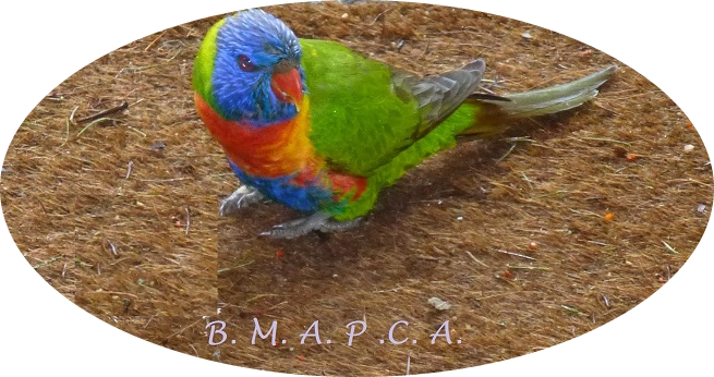 Blue Mountains Association for the Protection & Care of Animals